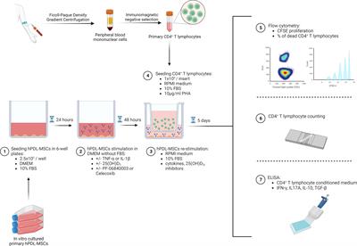 25-hydroxyvitamin D3 generates immunomodulatory plasticity in human periodontal ligament-derived mesenchymal stromal cells that is inflammatory context-dependent